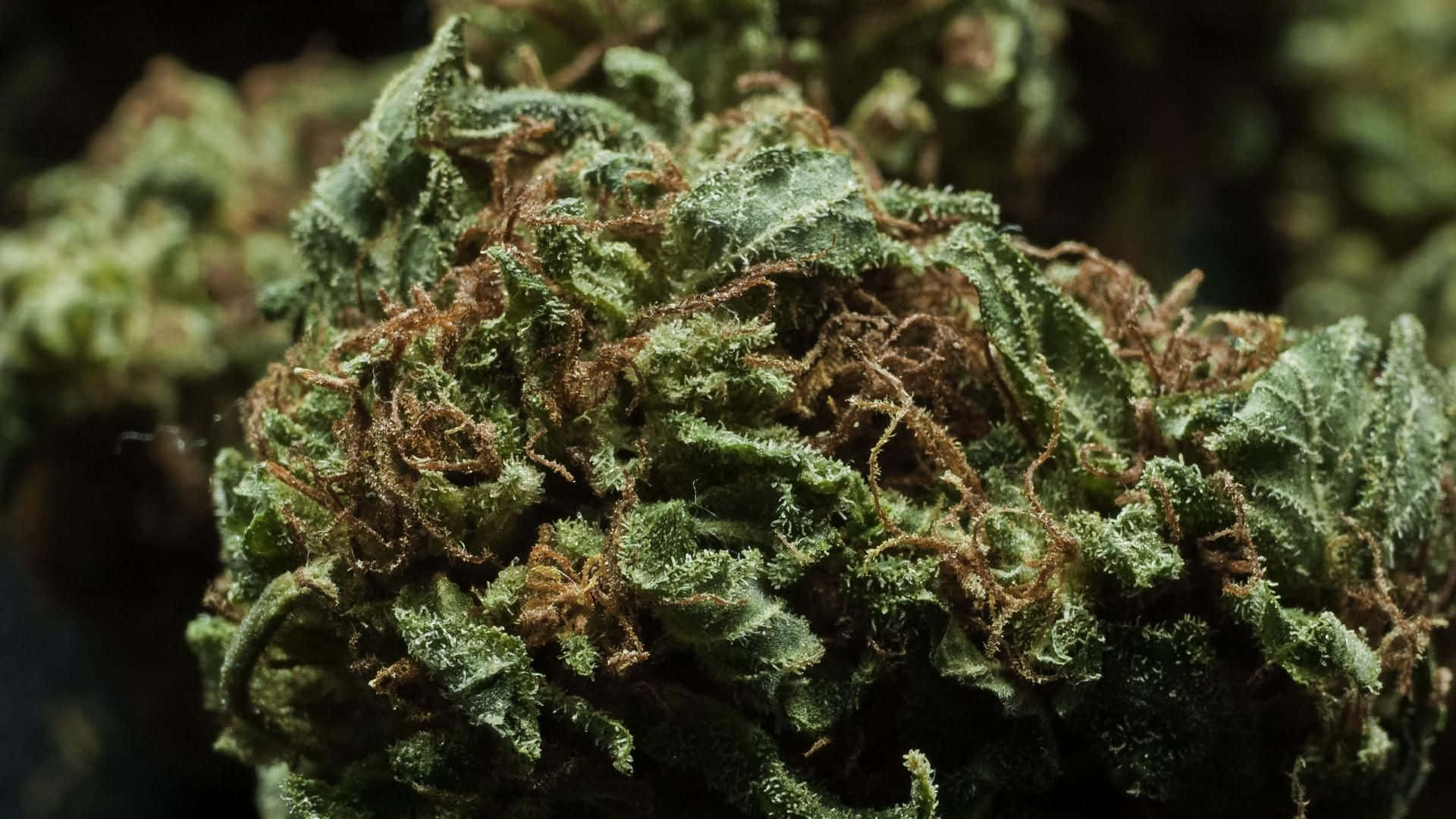 cannabis bud, green cannabis bud, trichomes, Full HD Desktop Wallpaper