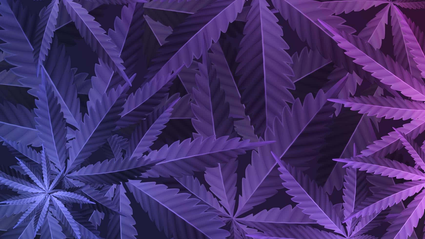 purple cannabis leaf, glowing edges, dark background, HD Desktop Wallpaper