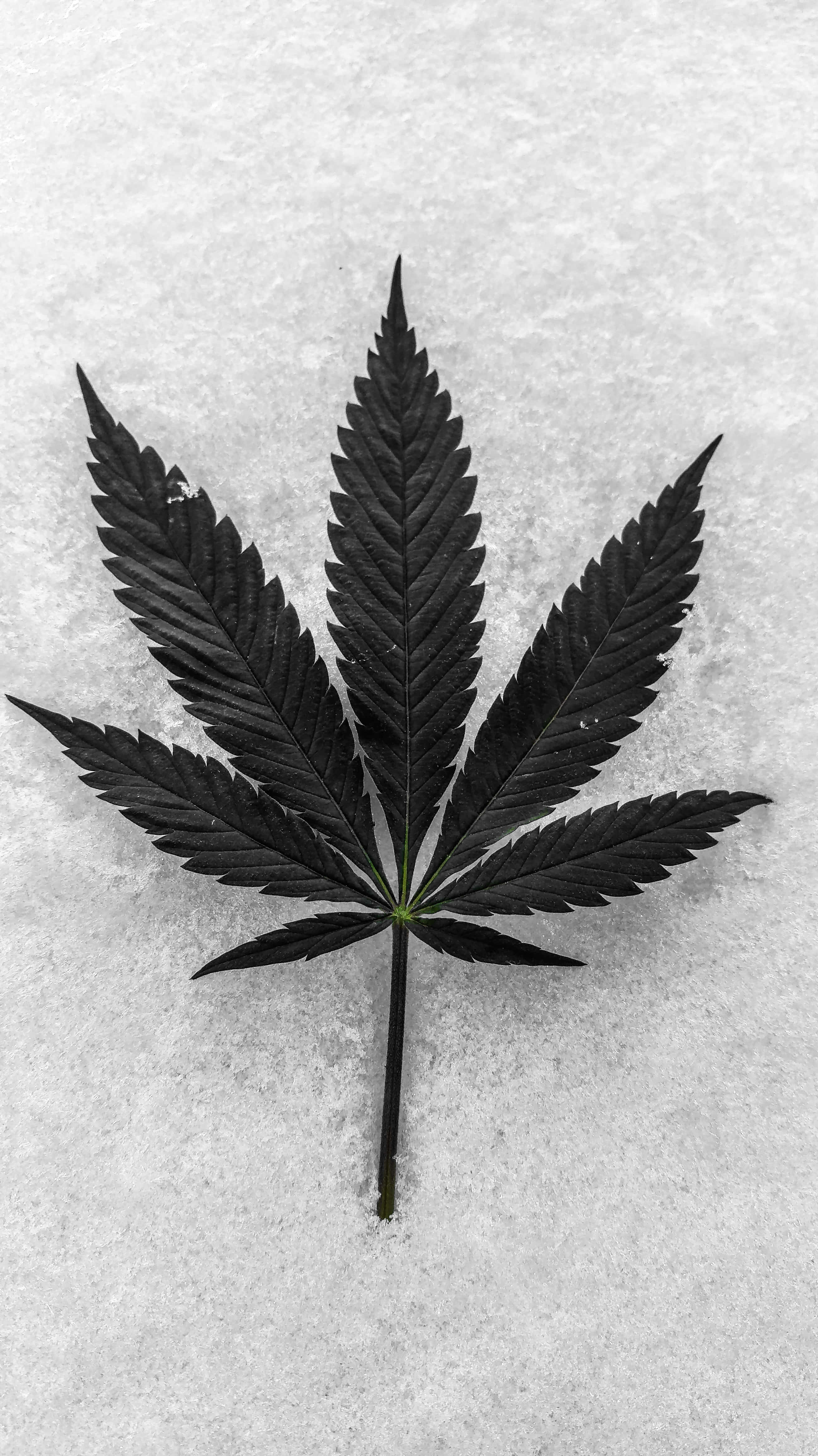 cannabis leaf, icy surface, black cannabis leaf, 4K Phone Wallpaper