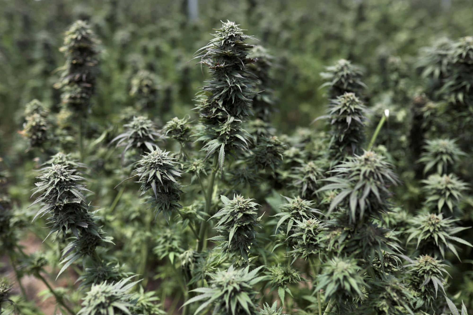 cannabis bud, marijuana, mature cannabis plants, Full HD Desktop Wallpaper