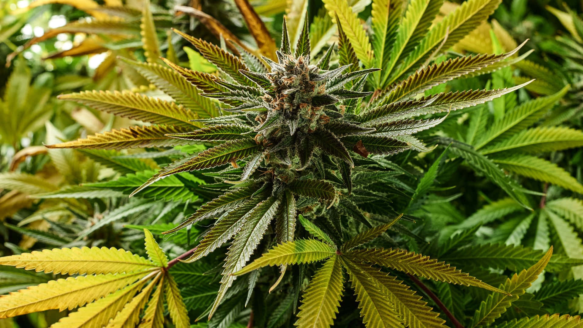 yellow green cannabis bud, mature cannabis plant, dense buds, Full HD Desktop Wallpaper