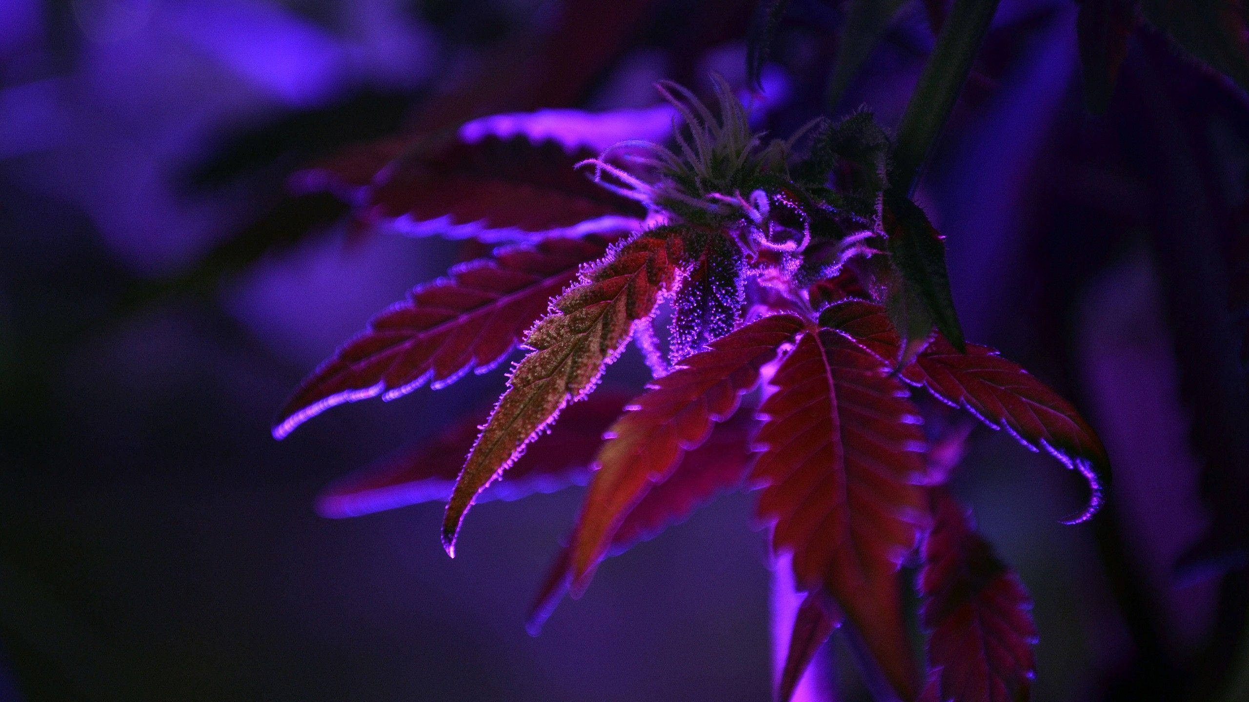 cannabis plant, purple grow lights, deep red leaves, 2K Desktop Wallpaper