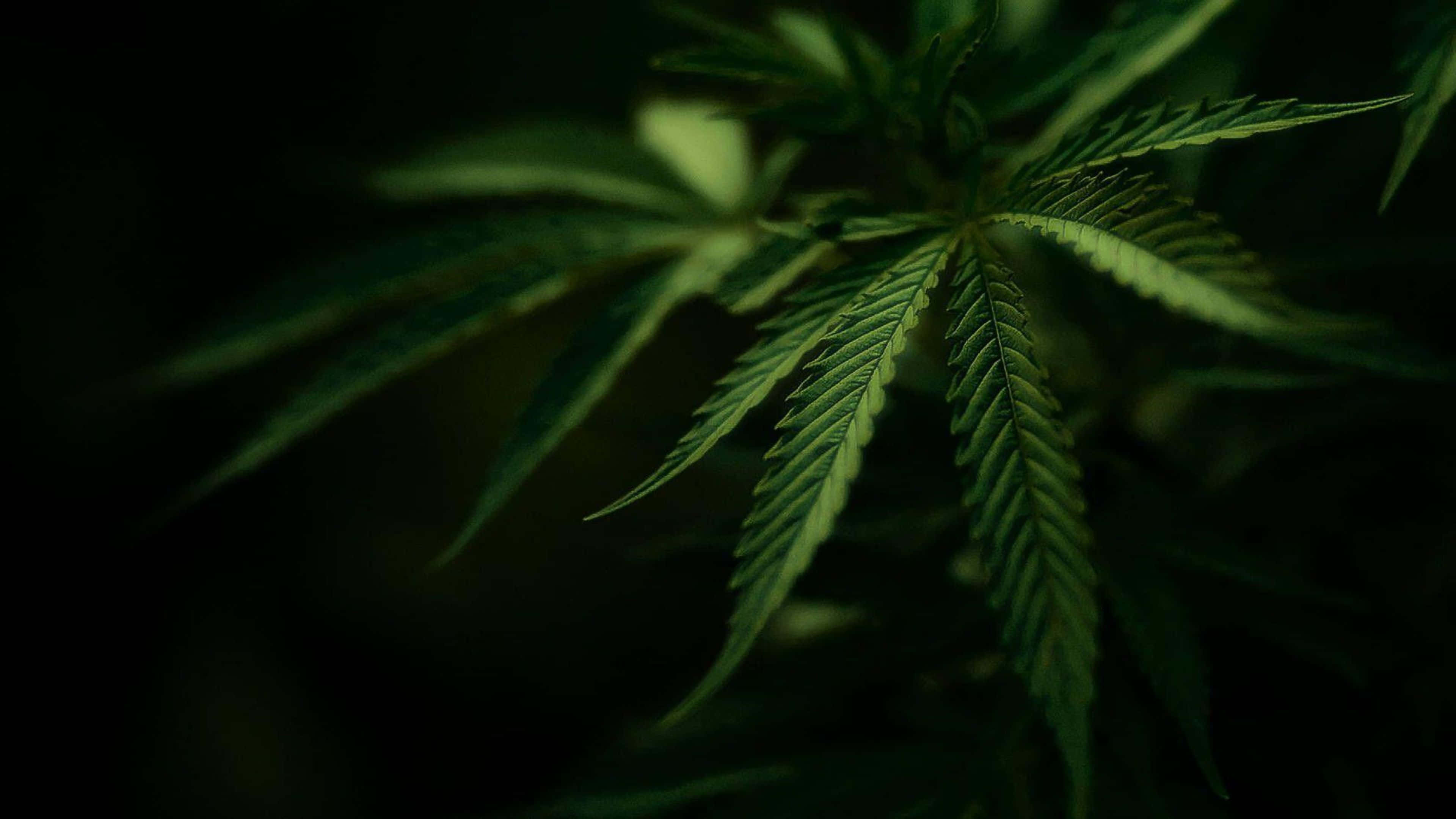 cannabis plant, cannabis leaf, vibrant green, 4K Desktop Wallpaper
