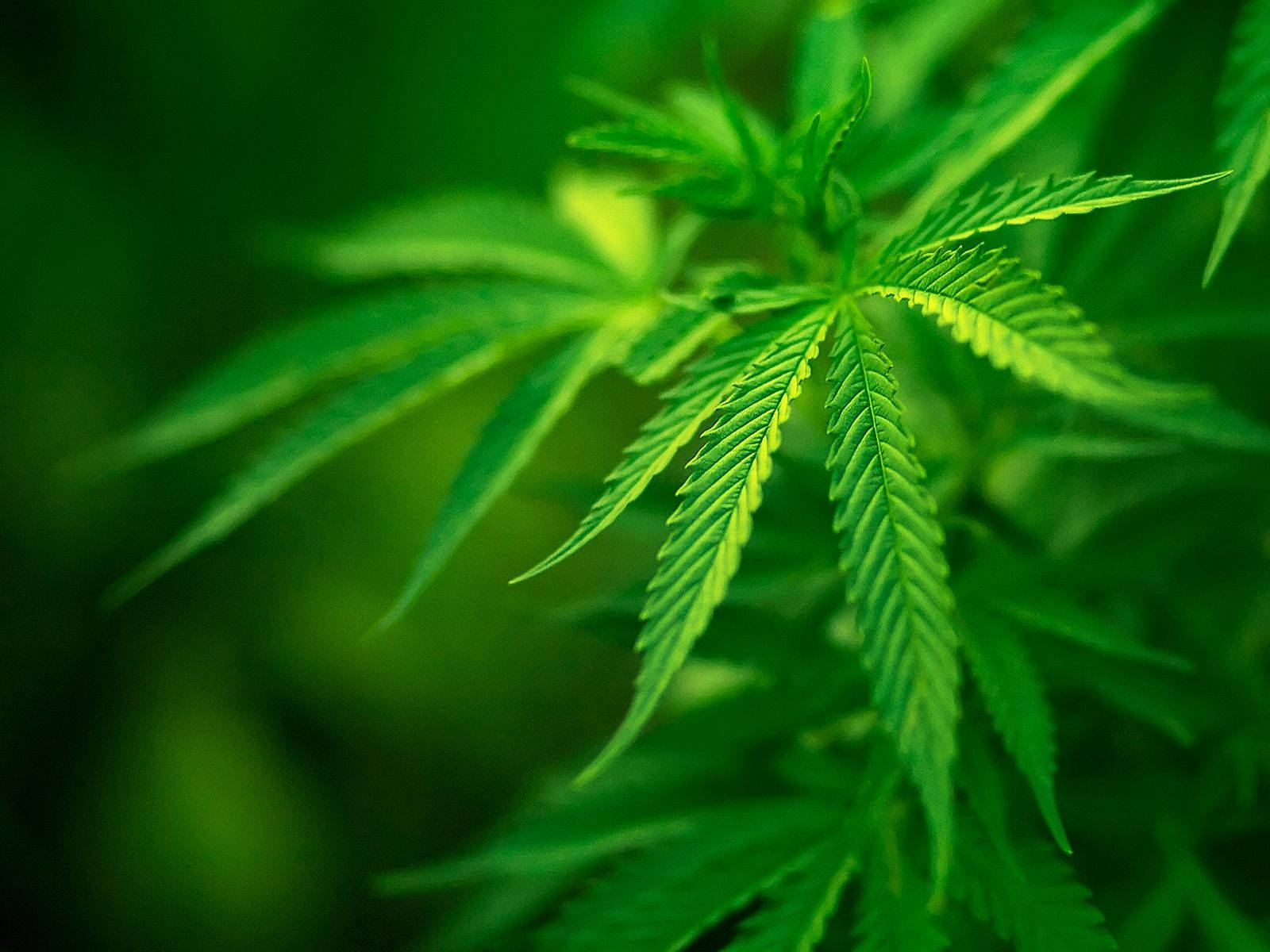 cannabis leaves, vibrant green, serrated edges, HD Desktop Wallpaper