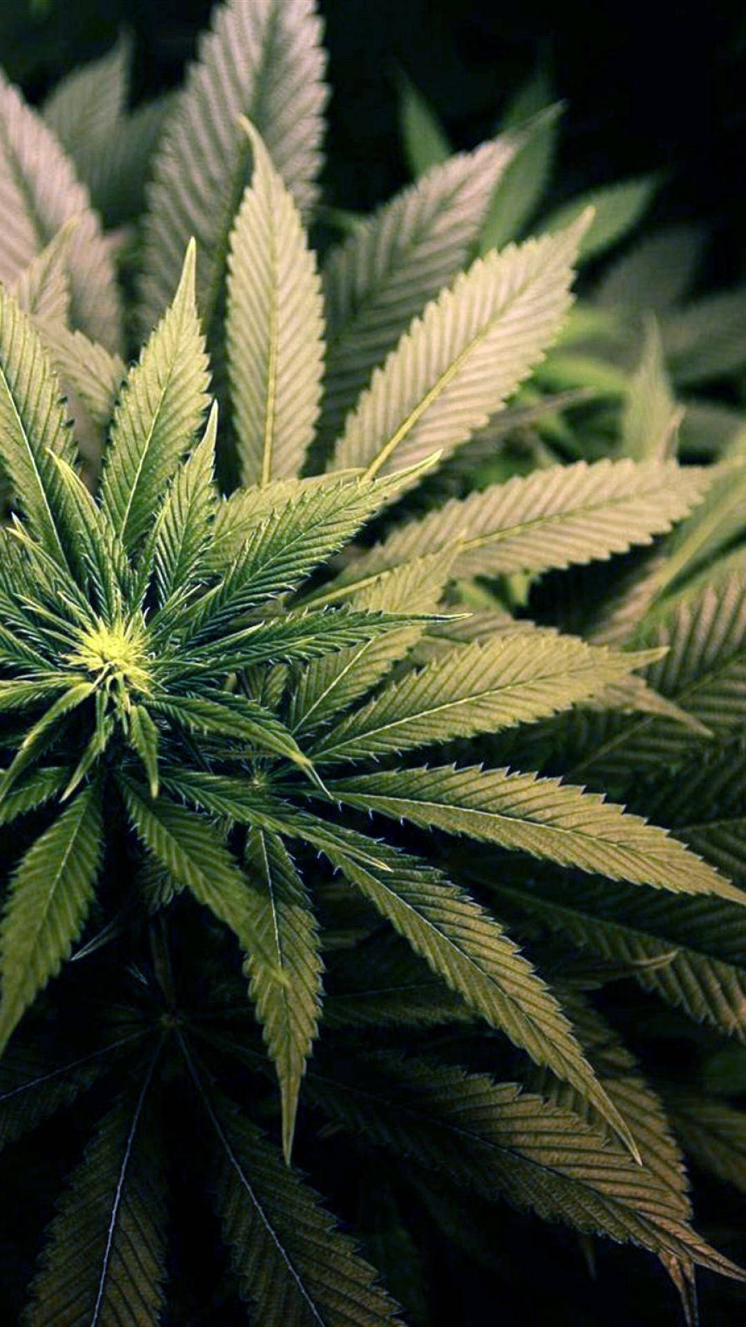 cannabis plant, serrated edges, central bud, Full HD Phone Wallpaper