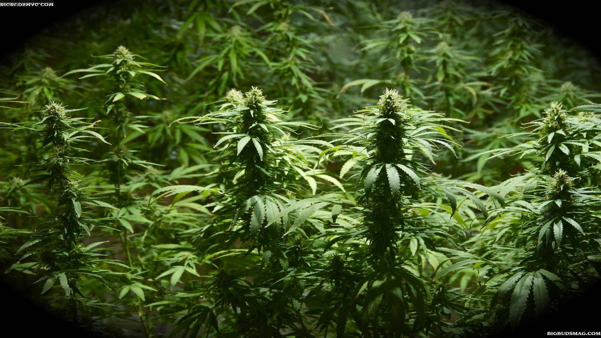 cannabis field farm, lush green cannabis plants, serrated leaves, Full HD Desktop Wallpaper