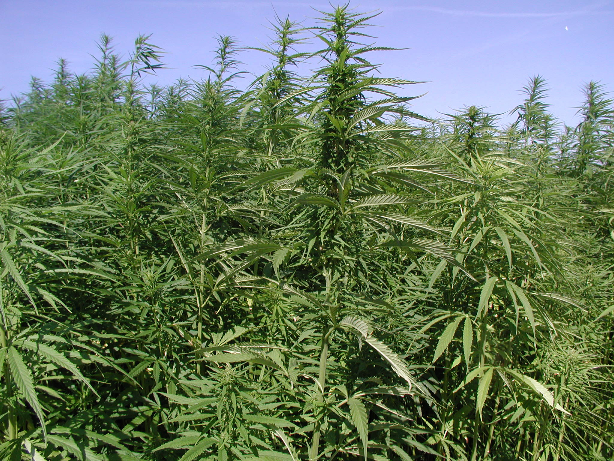 cannabis plant, serrated leaves, clear blue sky, Full HD Desktop Wallpaper