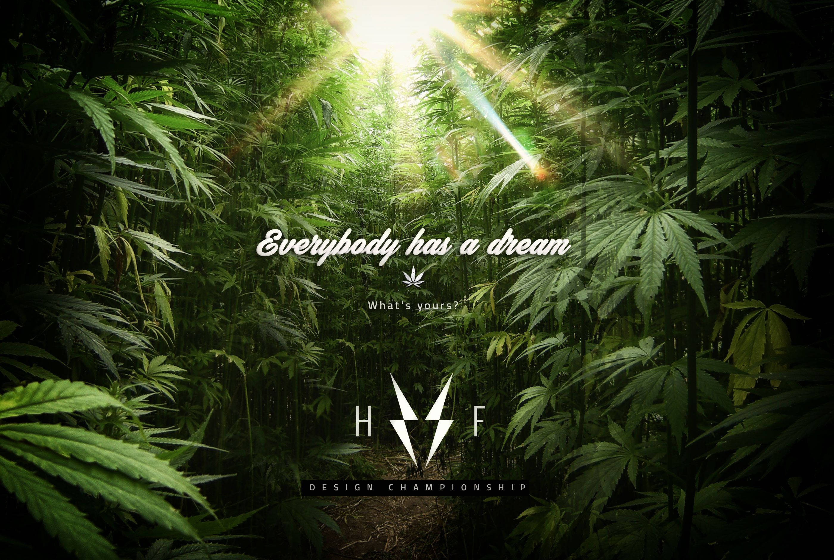Everybody Has A Dream Cannabis, cannabis plants, lush green forest, 2K Desktop Wallpaper