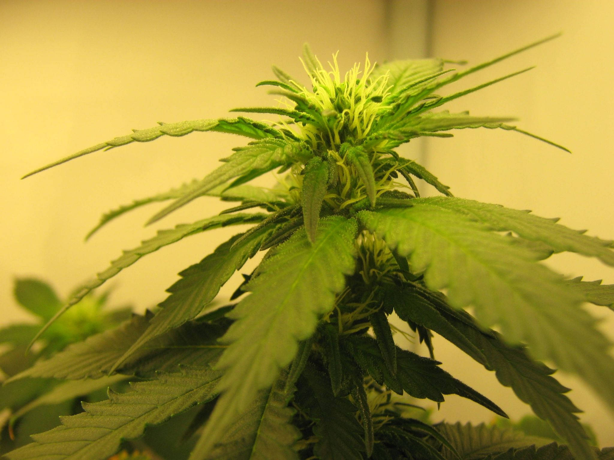 sepia cannabis flower, vibrant green cannabis plant, serrated leaves, Full HD Desktop Wallpaper