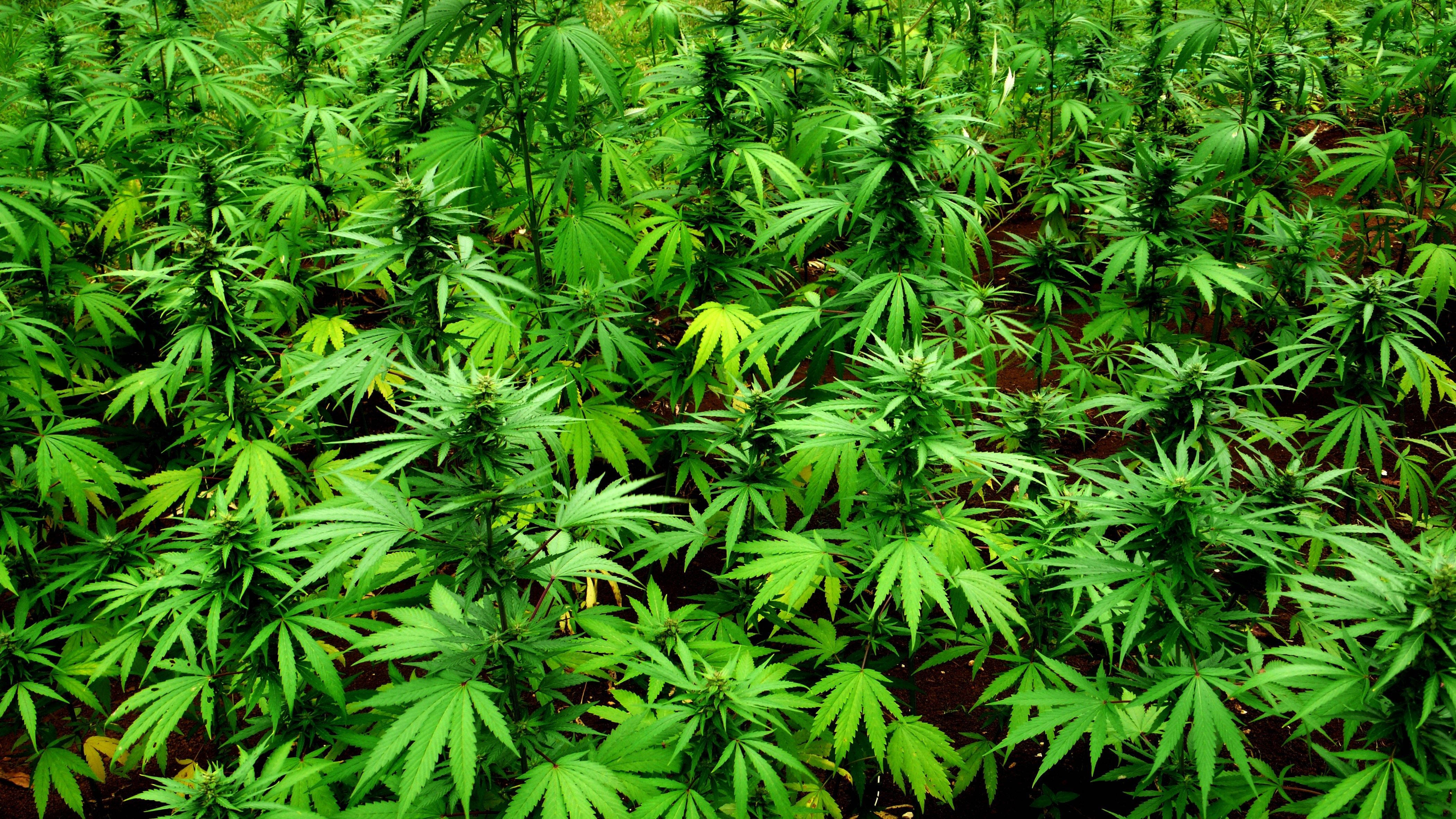 marijuana, cannabis, farm, 4K Desktop Wallpaper