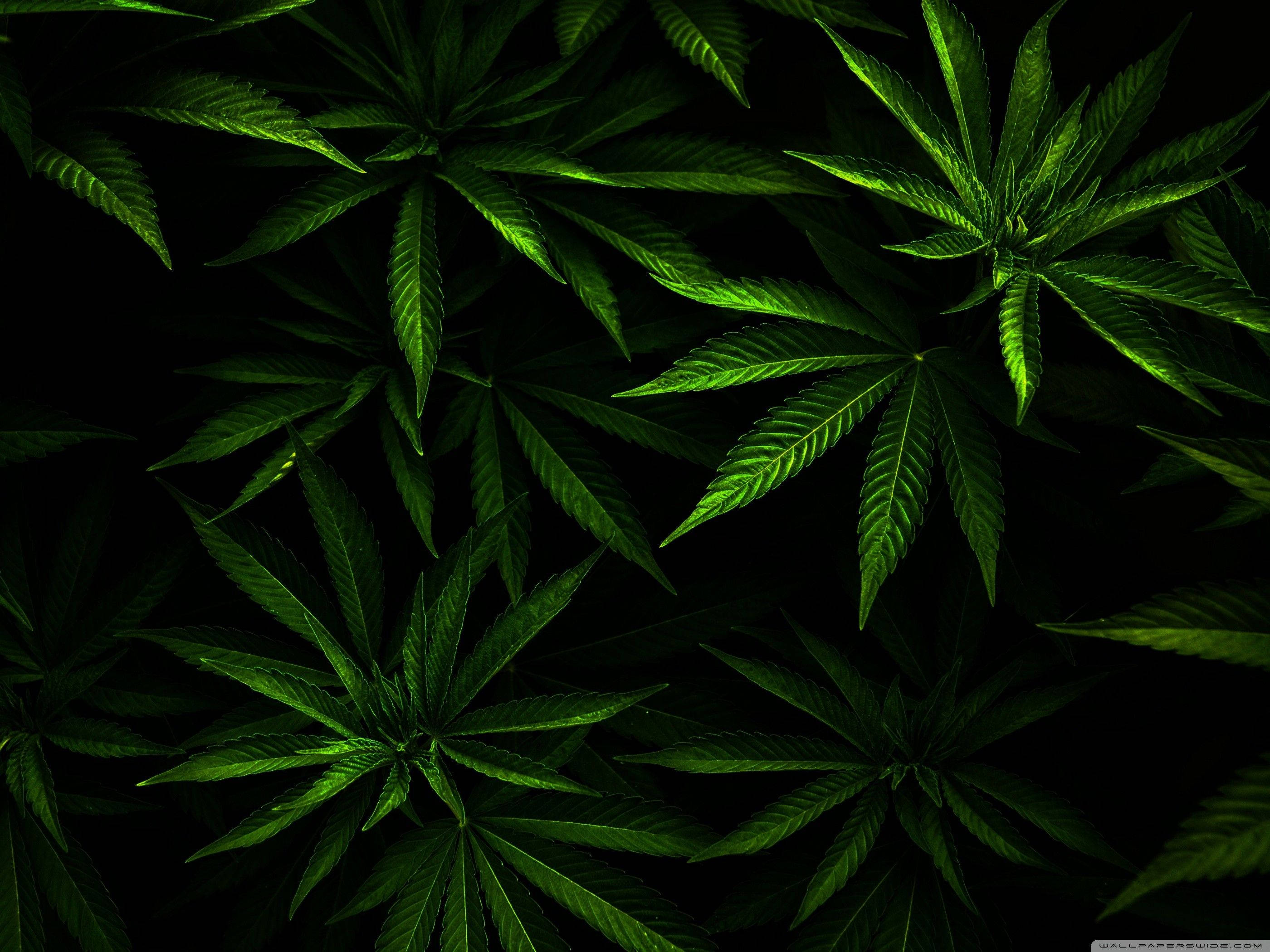 cannabis leaves, vibrant green, pitch black background, 2K Desktop Wallpaper