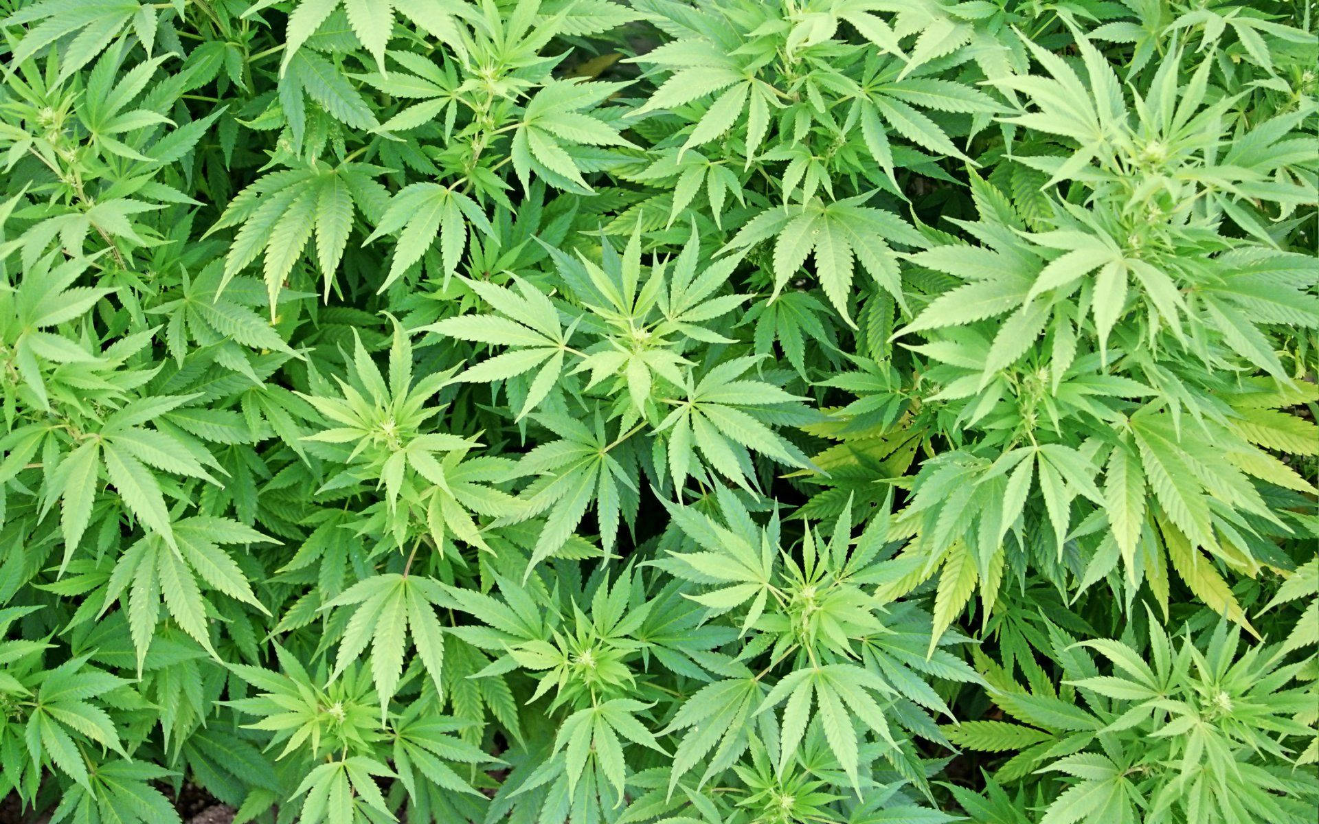 cannabis, vibrant green, serrated leaves, Full HD Desktop Wallpaper