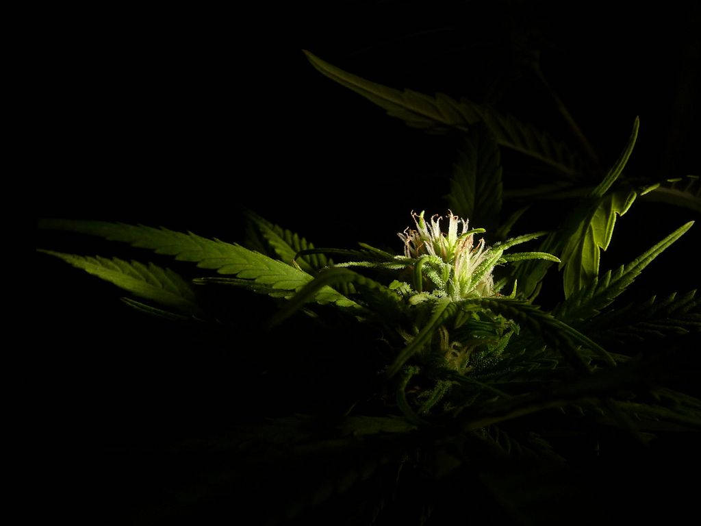 Chiaroscuro, cannabis flower, serrated leaves, SD Desktop Wallpaper