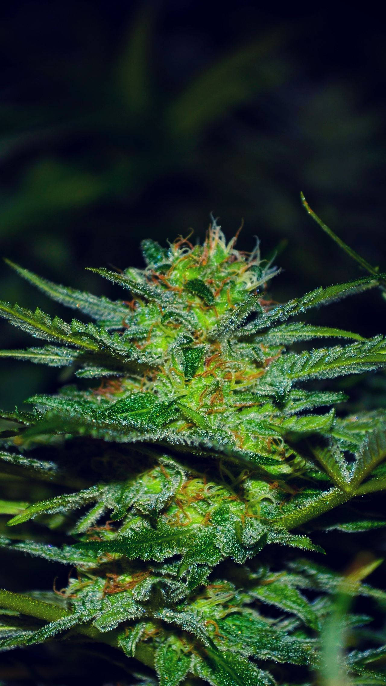 red spiky cannabis, orange pistils, dewy trichomes, Full HD Phone Wallpaper