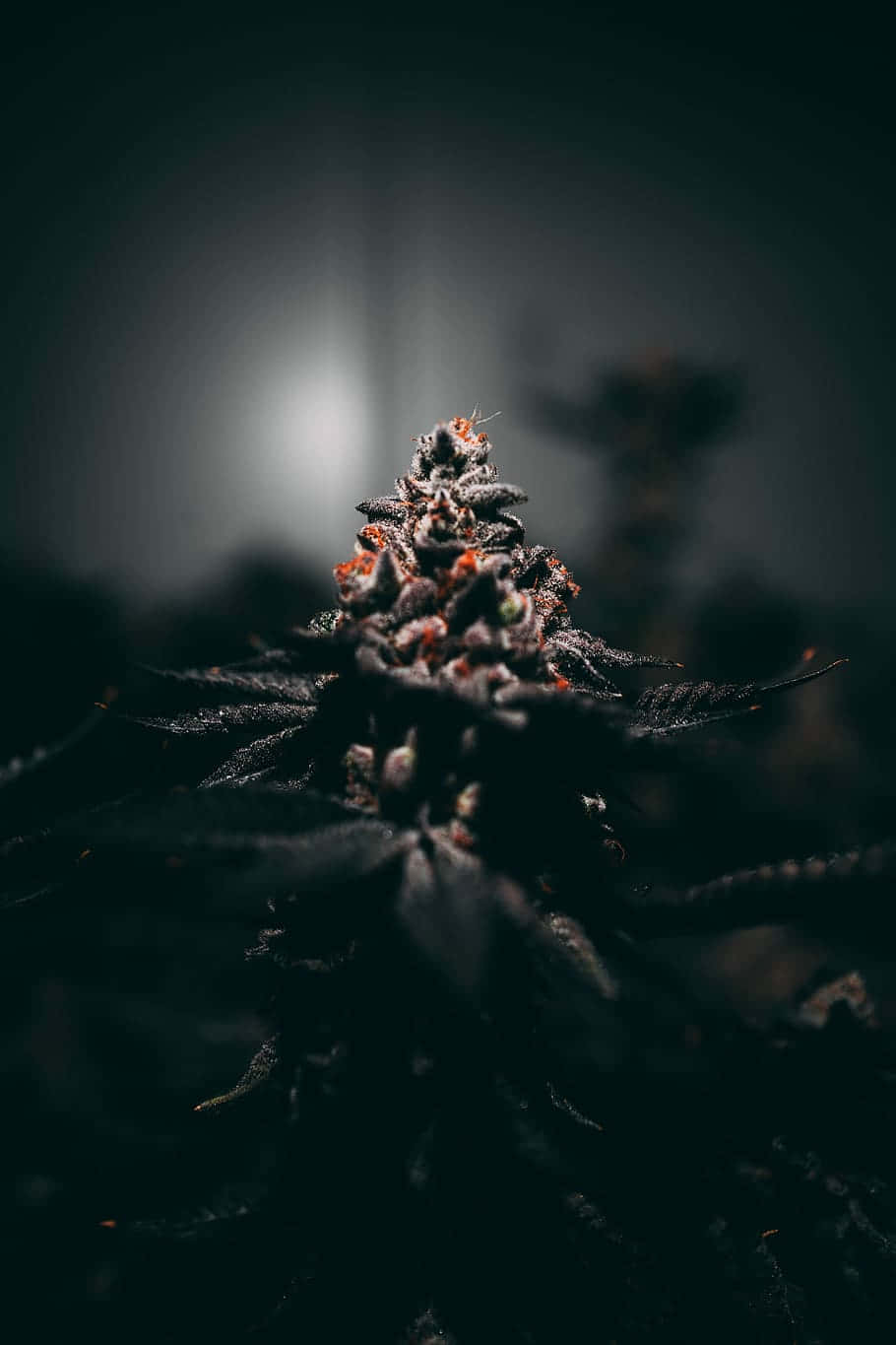 cannabis bud, orange pistils, soft backlighting, HD Phone Wallpaper