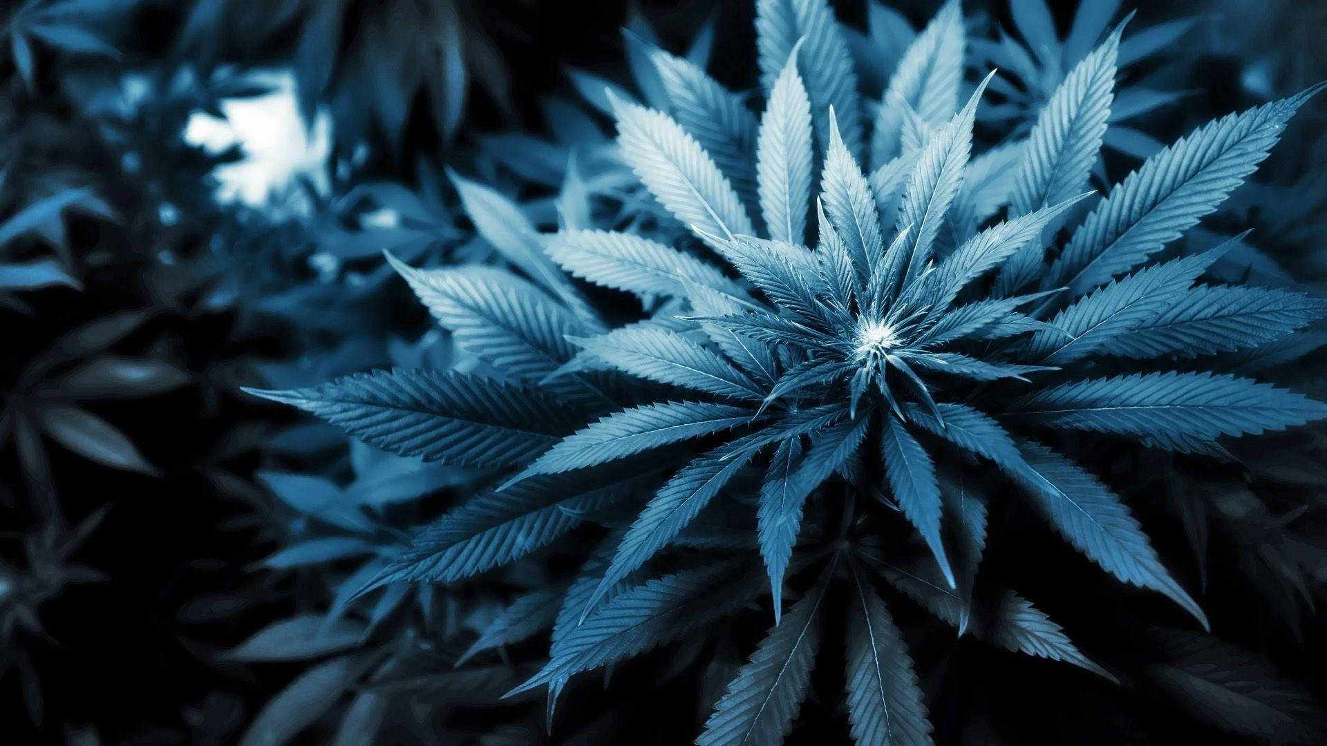 cannabis plant, serrated leaves, cool blue light, Full HD Desktop Wallpaper