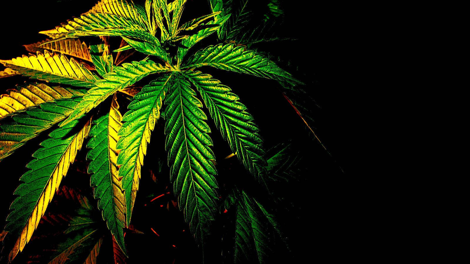 cannabis, vibrant green, golden highlights, HD Desktop Wallpaper