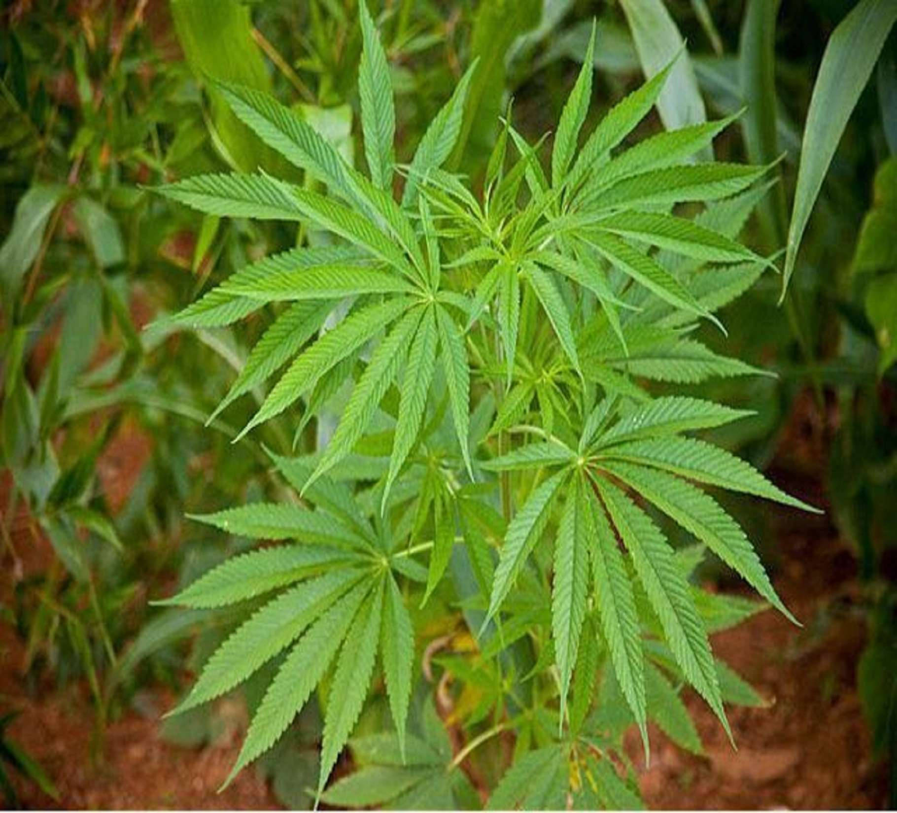 cannabis leaves pile, vibrant green, cannabis plant, HD Desktop Wallpaper
