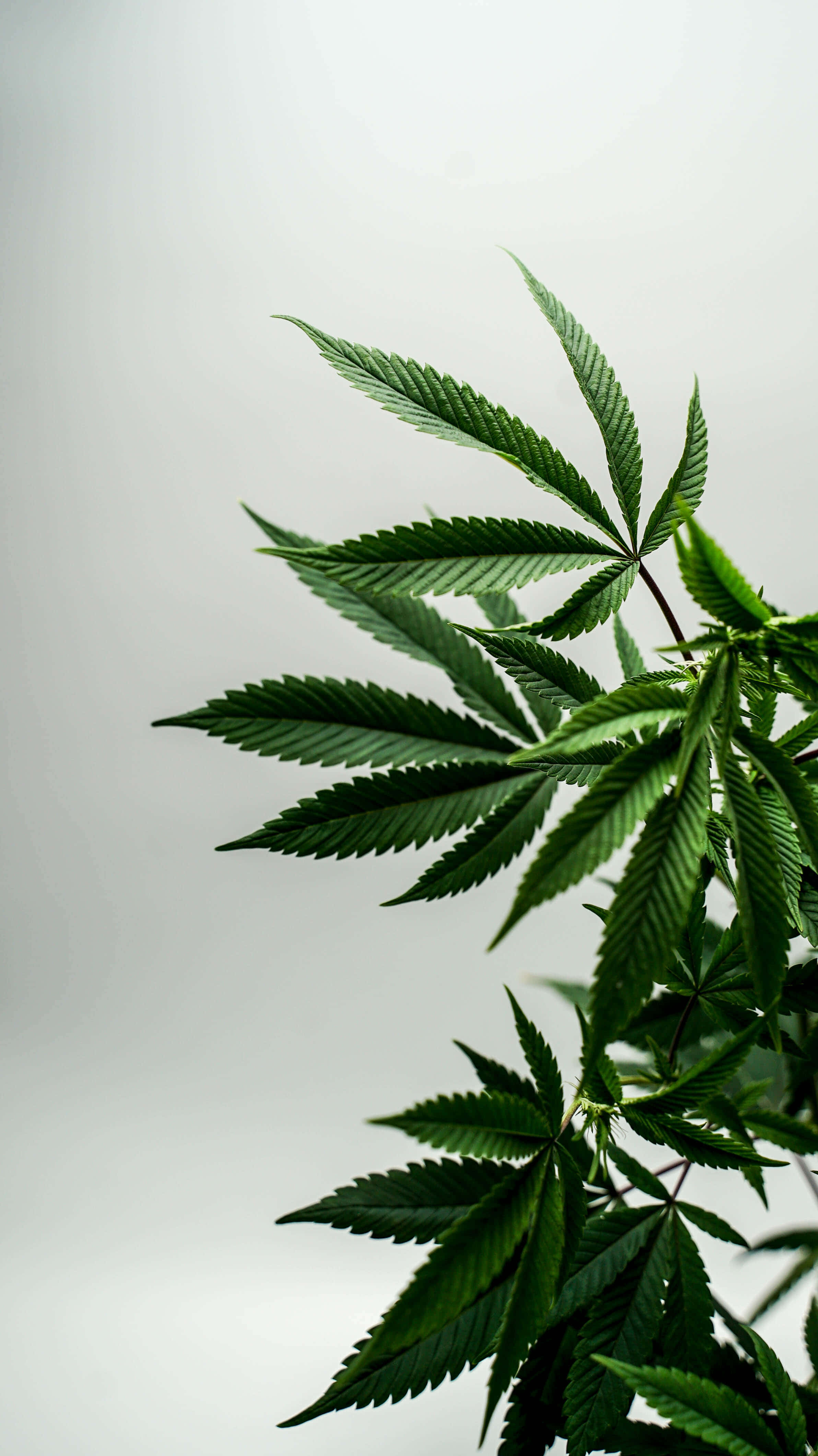 cannabis leaf, vibrant green, serrated edges, 4K Phone Wallpaper