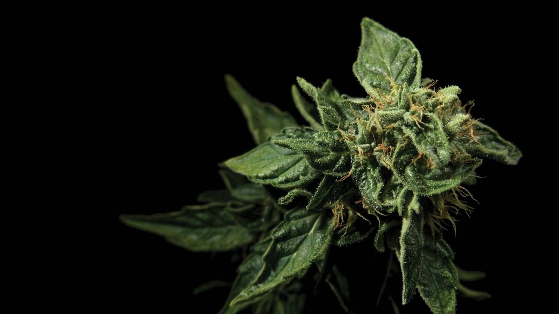 cannabis, hemp bud, lush green, Full HD Desktop Wallpaper