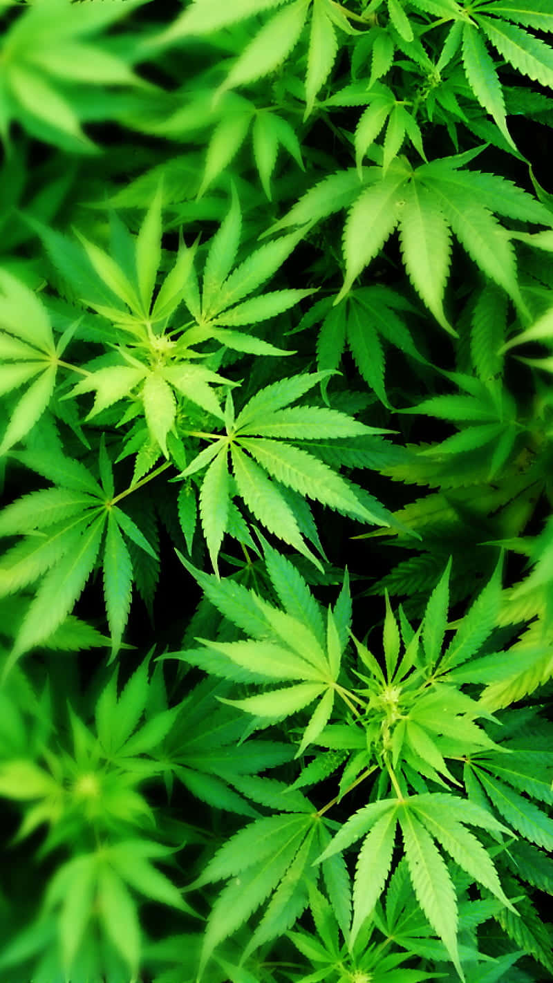 cannabis leaf, vibrant green, sharp serrated edges, HD Phone Wallpaper