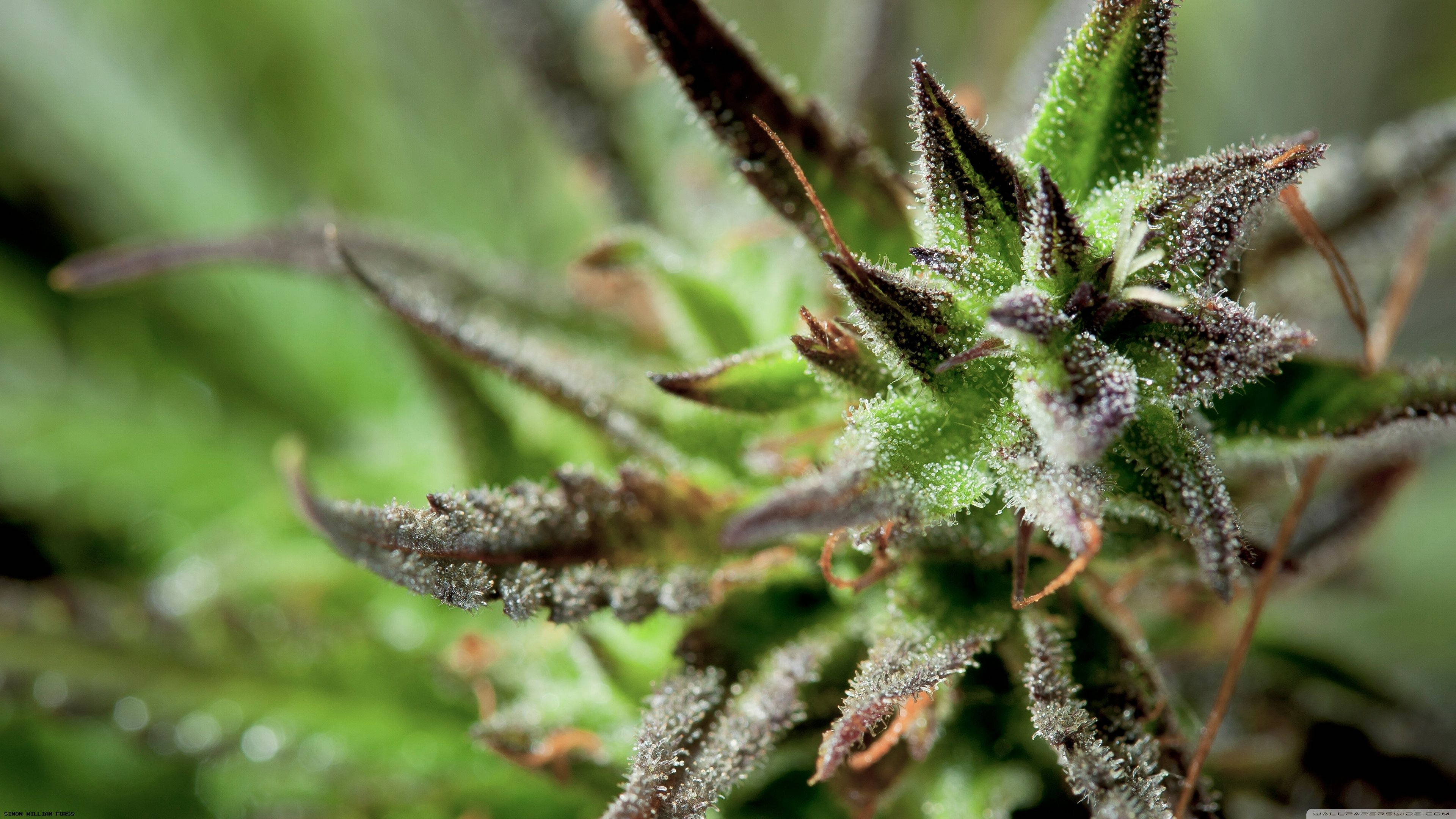 cannabis, dew-covered plant, fuzzy green leaves, 4K Desktop Wallpaper
