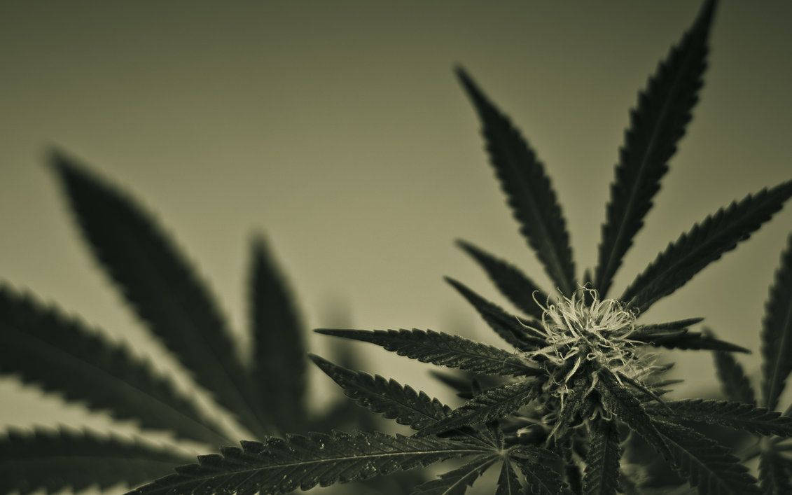 cannabis plant, serrated leaves, fuzzy buds, SD Desktop Wallpaper