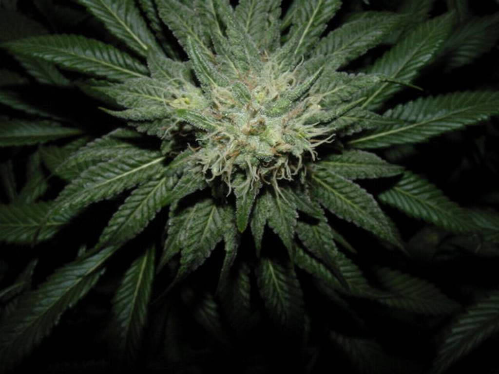 cannabis flower, dense cannabis bud, serrated green leaves, SD Desktop Wallpaper