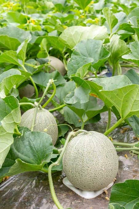 cantaloupe, netted rinds, lush green vines, SD Phone Wallpaper