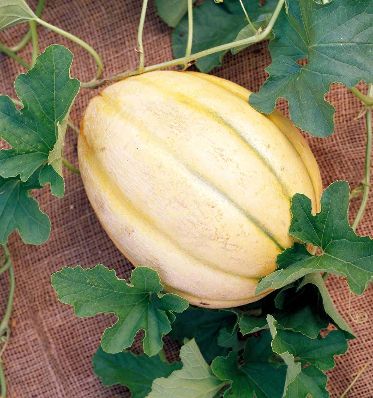 Cantaloupe, Crenshaw melons, pale yellow muskmelon, HD Phone Wallpaper