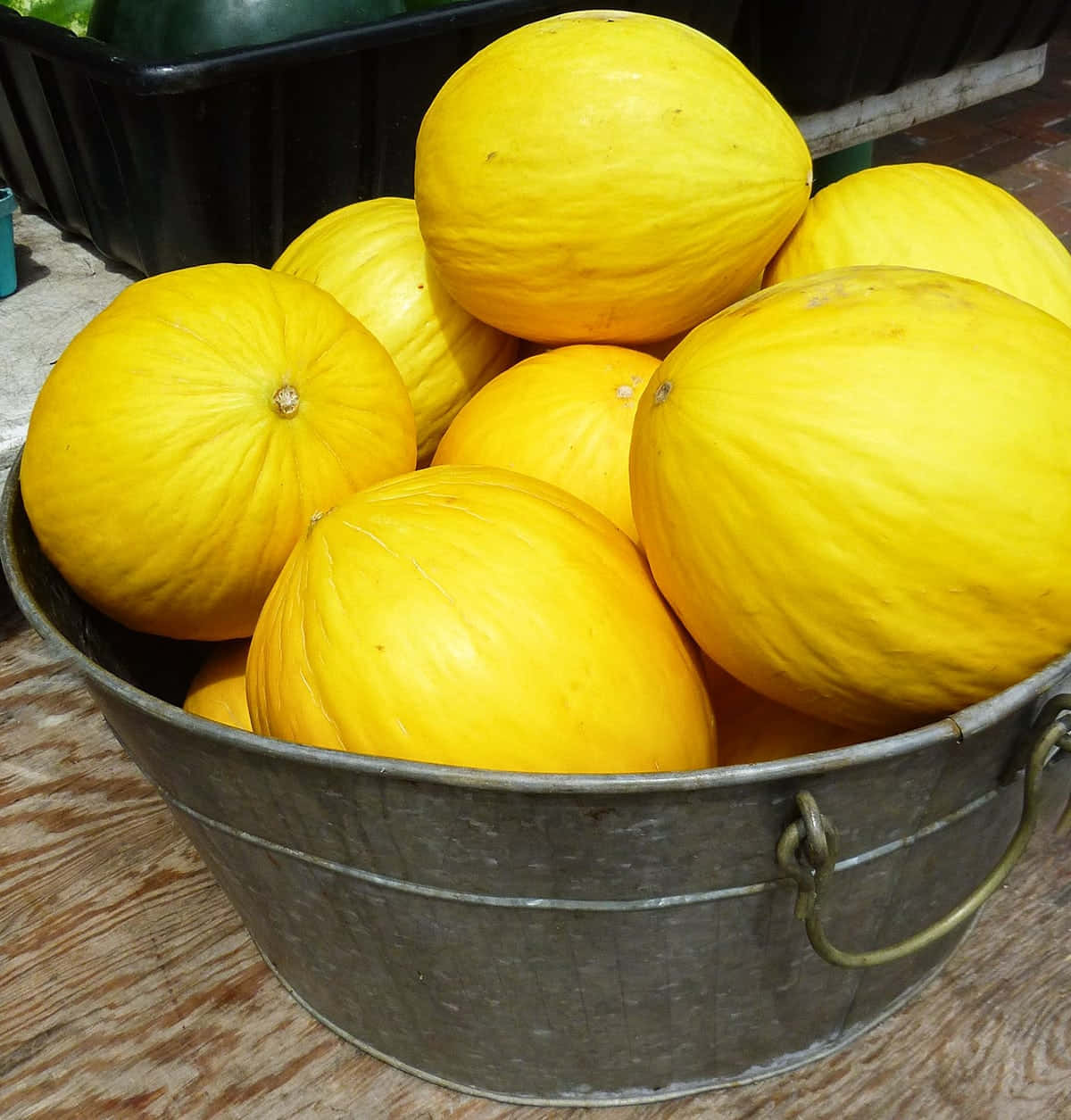 yellow cantaloupe crenshaw melons, rustic metal bucket, wooden surface, SD Phone Wallpaper
