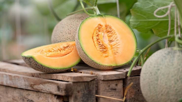 cantaloupe melon, orange flesh, green rind, SD Desktop Wallpaper