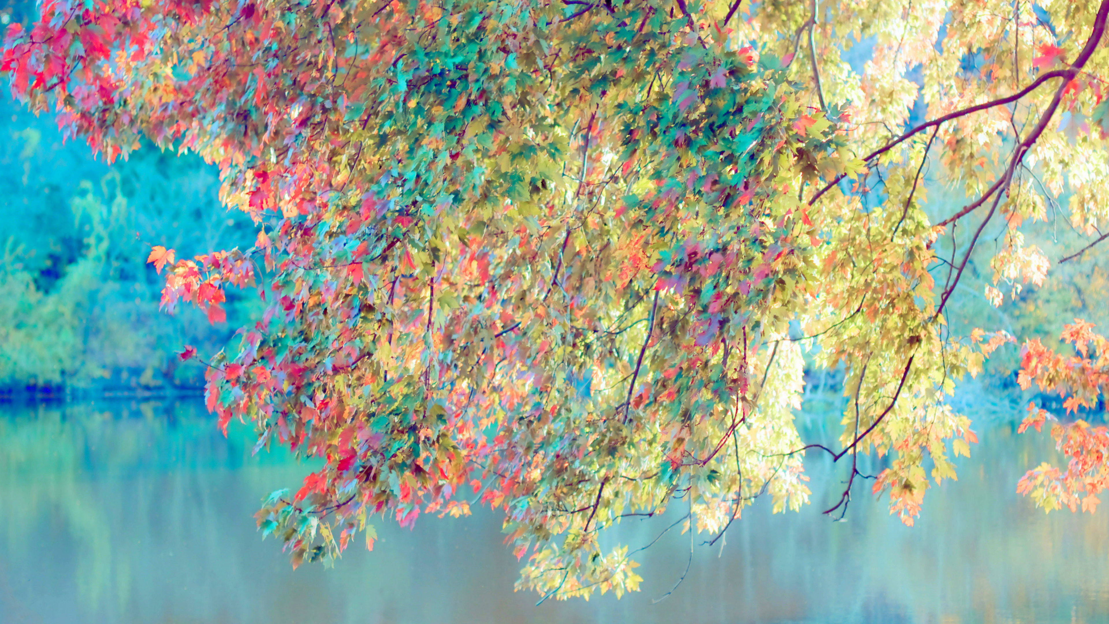 Canva, autumn leaves, fiery reds oranges and yellows, 4K Desktop Wallpaper