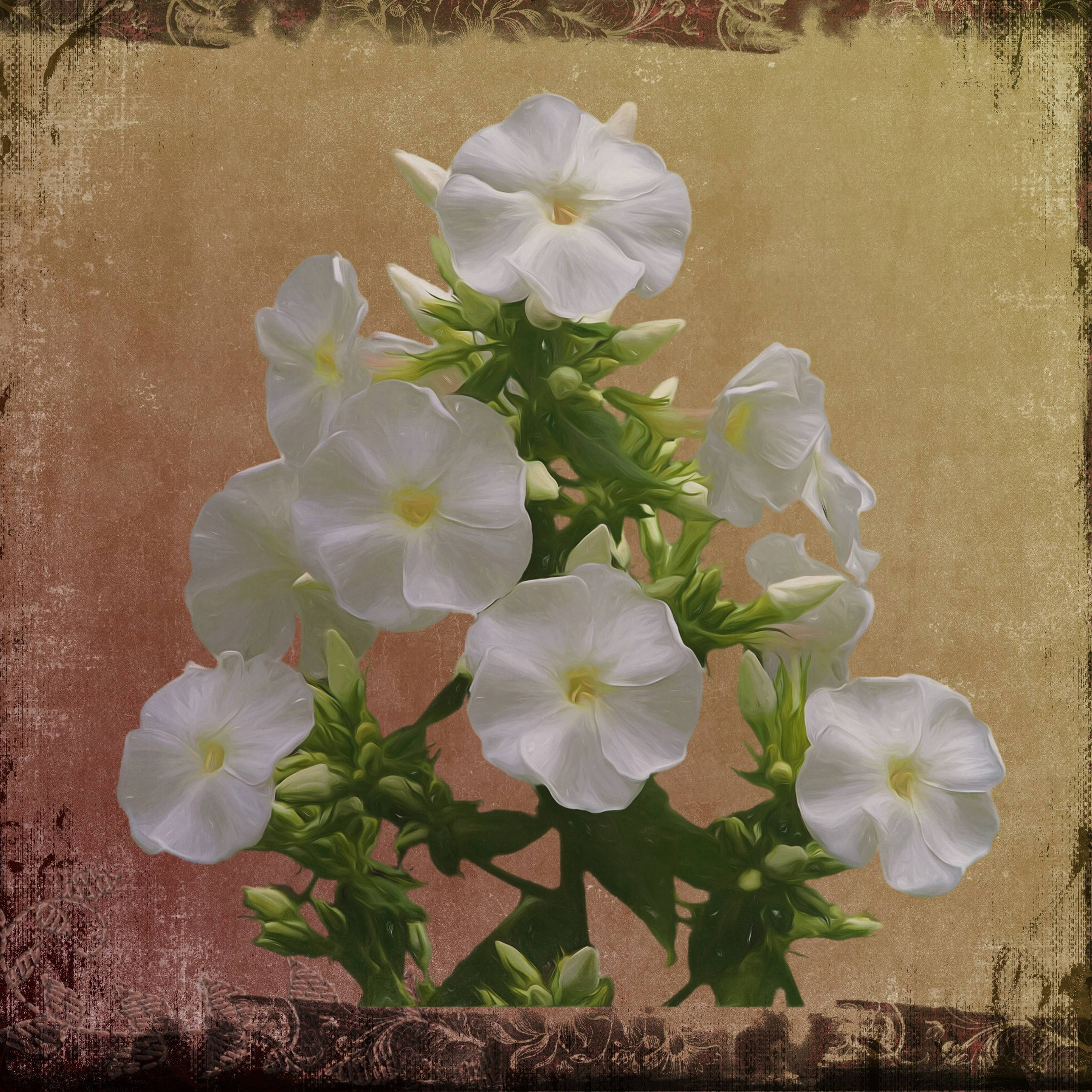 Canva, white flowers, yellow centers, 2K Desktop Wallpaper