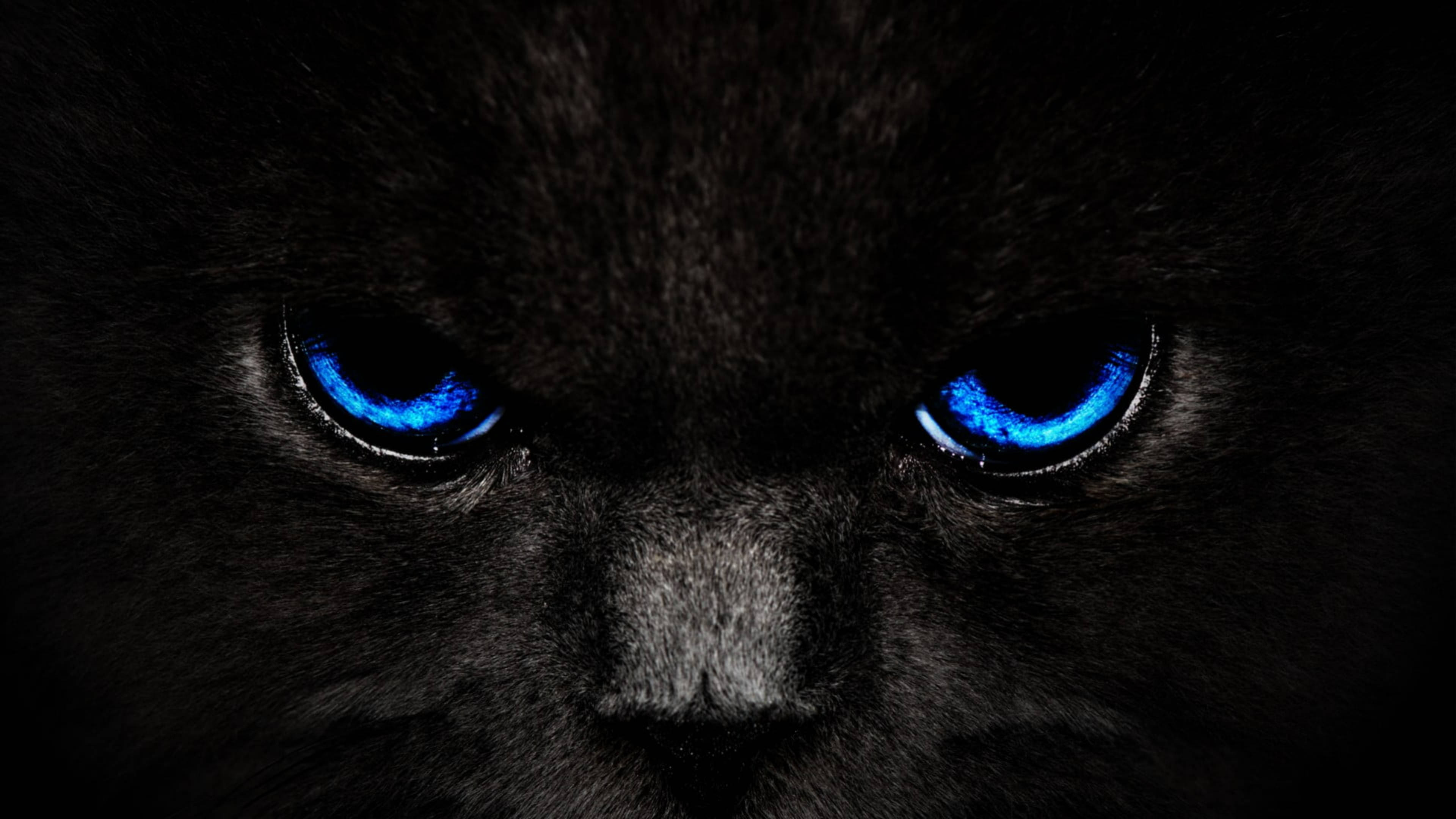 Canva, digital cat eyes, black cat, 4K Desktop Wallpaper
