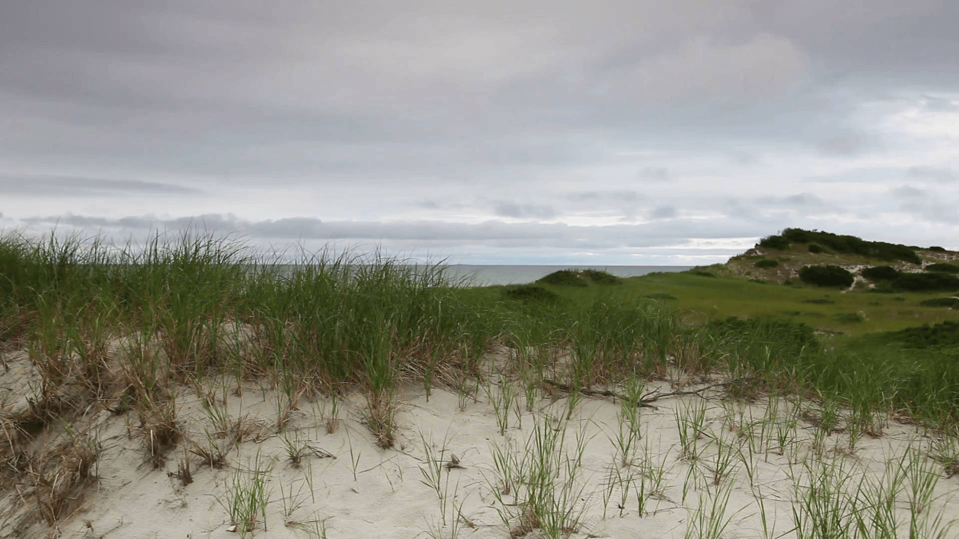 Cape Cod, gray sky, tall grasses, Full HD Desktop Wallpaper