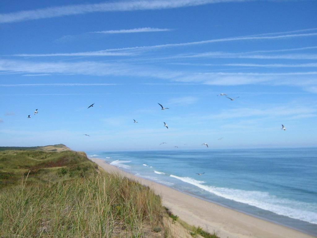 Cape Cod, seagulls, sandy beach, SD Desktop Wallpaper