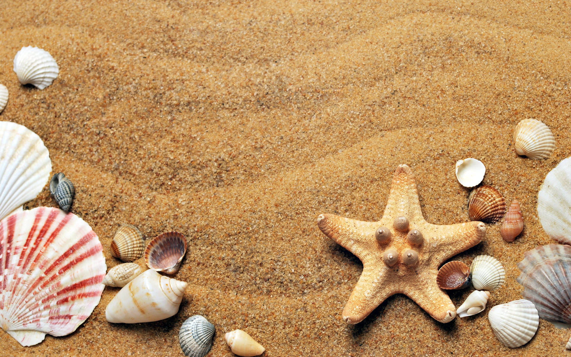 starfish, seashells, textured golden sand, Full HD Desktop Wallpaper
