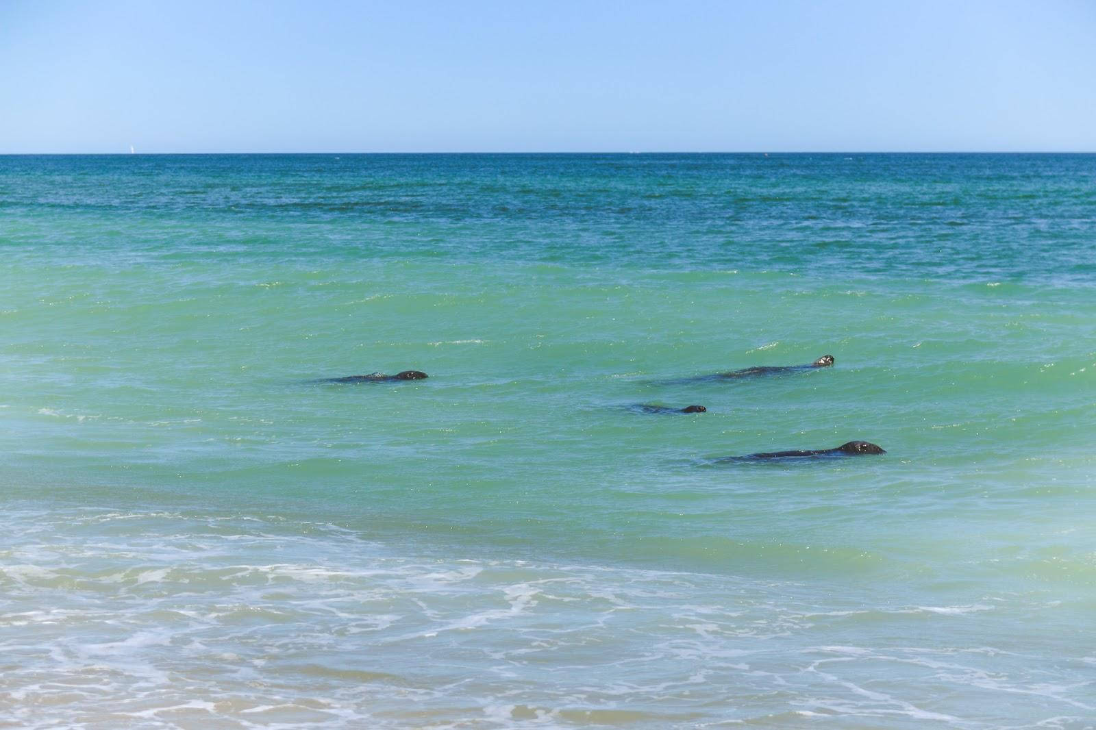 Cape Cod, seals, turquoise ocean waves, HD Desktop Wallpaper