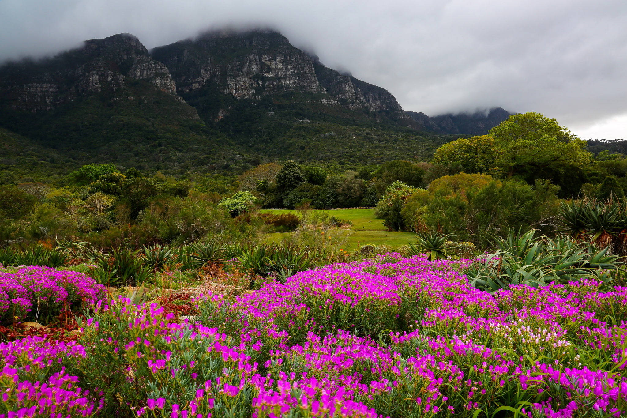 Cape Town, vibrant purple flowers, misty green mountains, Full HD Desktop Wallpaper