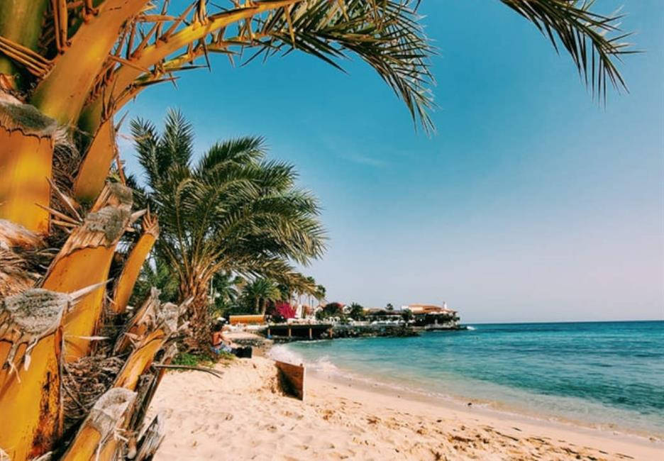 Cape Verde, tropical trees, palm trees, SD Desktop Wallpaper