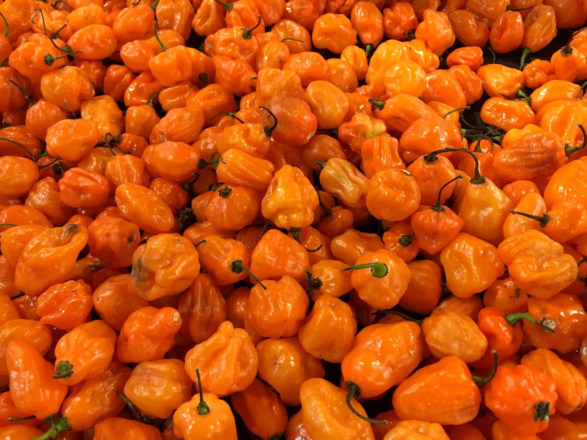 orange capsicum, habanero peppers, glossy skin, Full HD Desktop Wallpaper