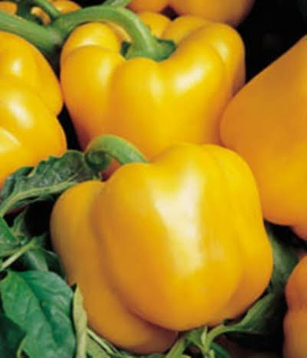 yellow capsicum fruits, green stems, leaves, SD Phone Wallpaper