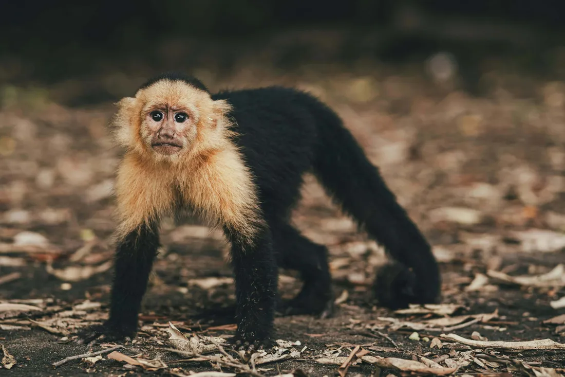Capuchin Monkey