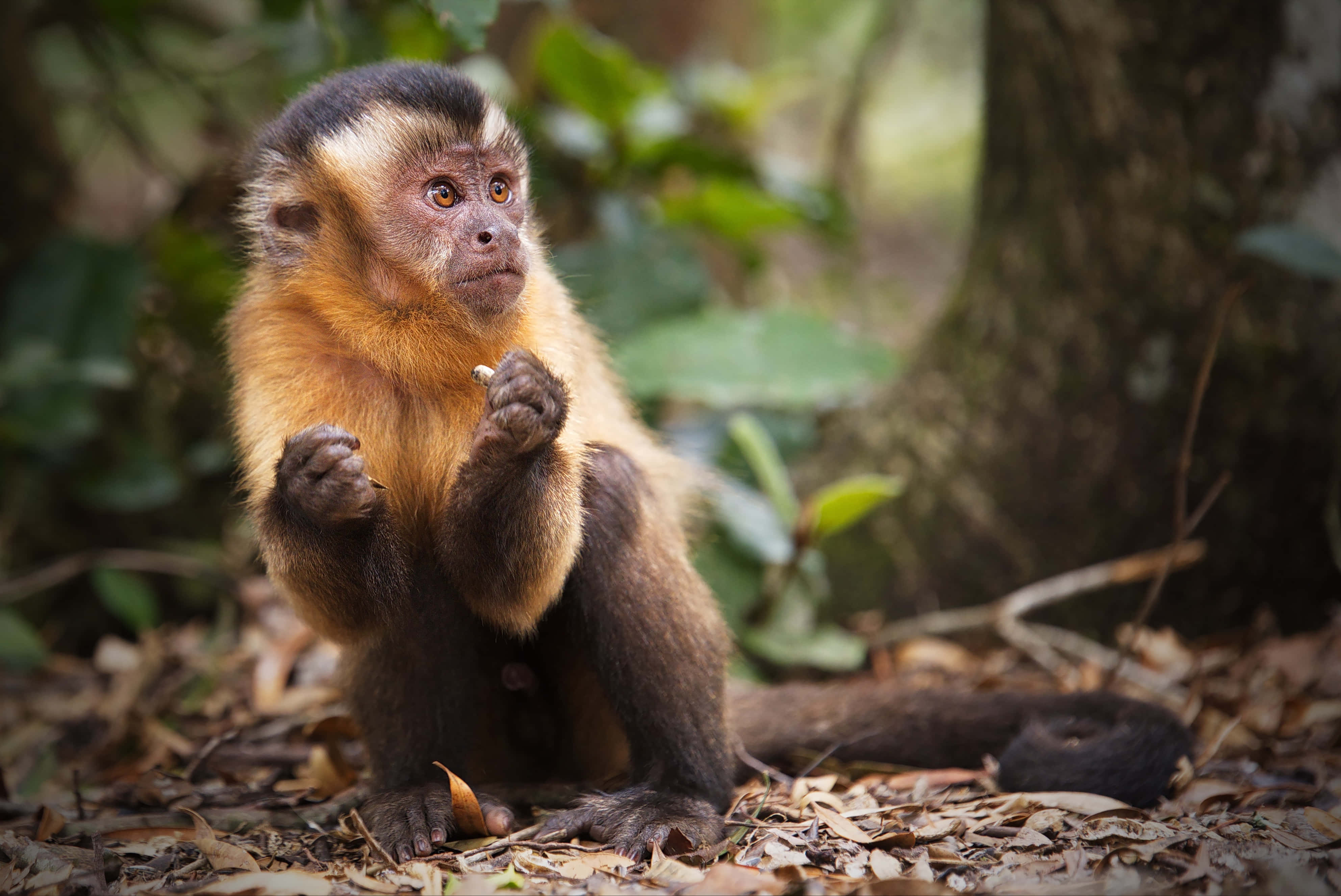capuchin monkey, black and golden fur, forest floor, 4K Desktop Wallpaper