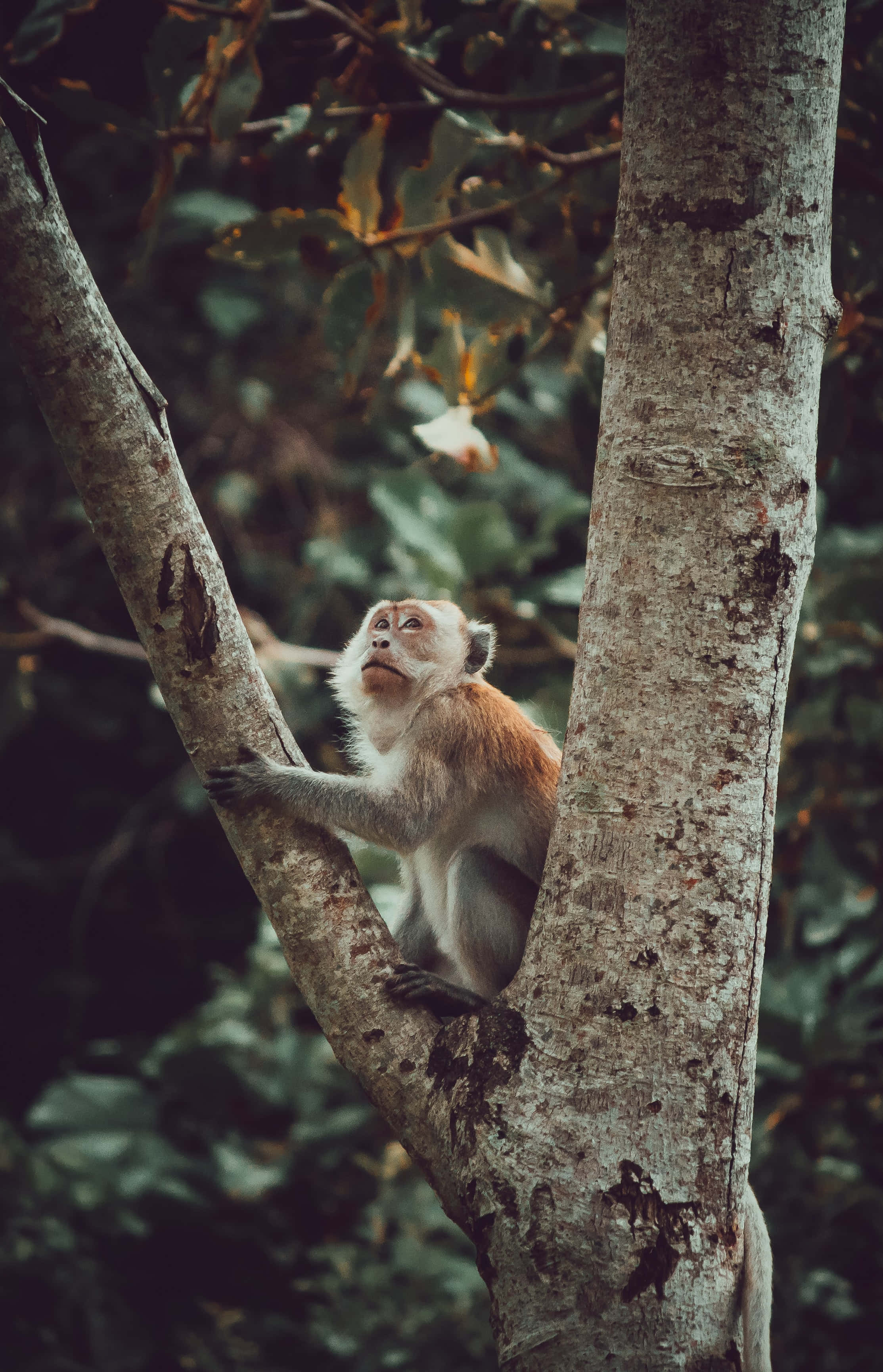 macaque, tree, dense green forest, 2K Phone Wallpaper