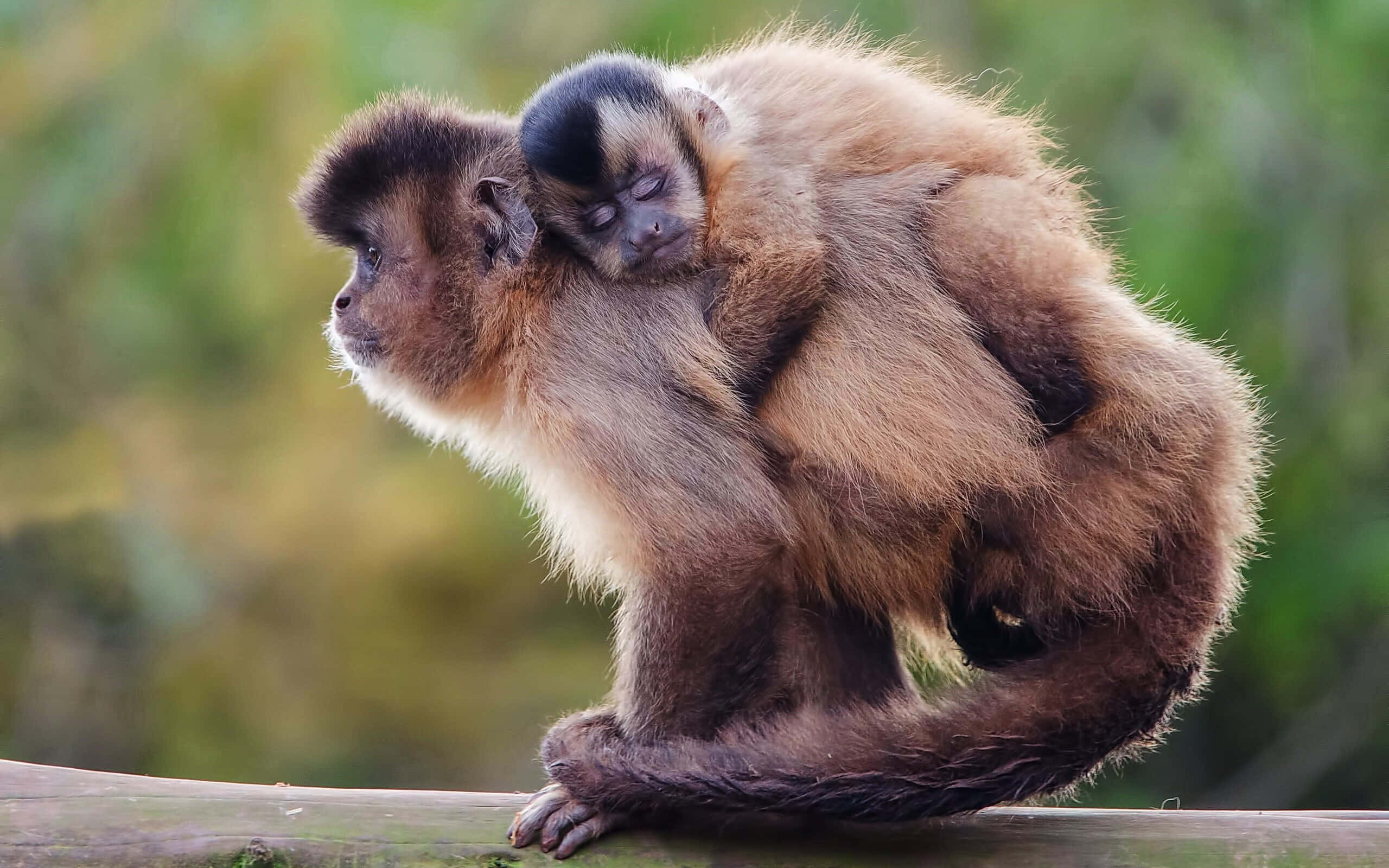 capuchin monkey, mother and baby, wooden log, 2K Desktop Wallpaper