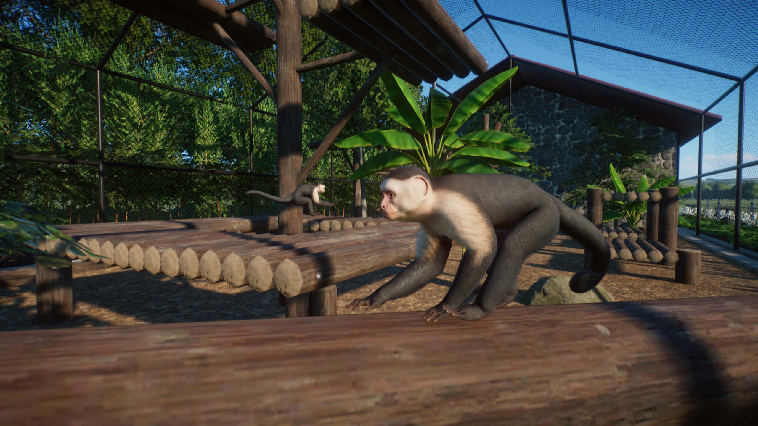 capuchin monkey, wooden log platform, sunlit zoo enclosure, 2K Desktop Wallpaper