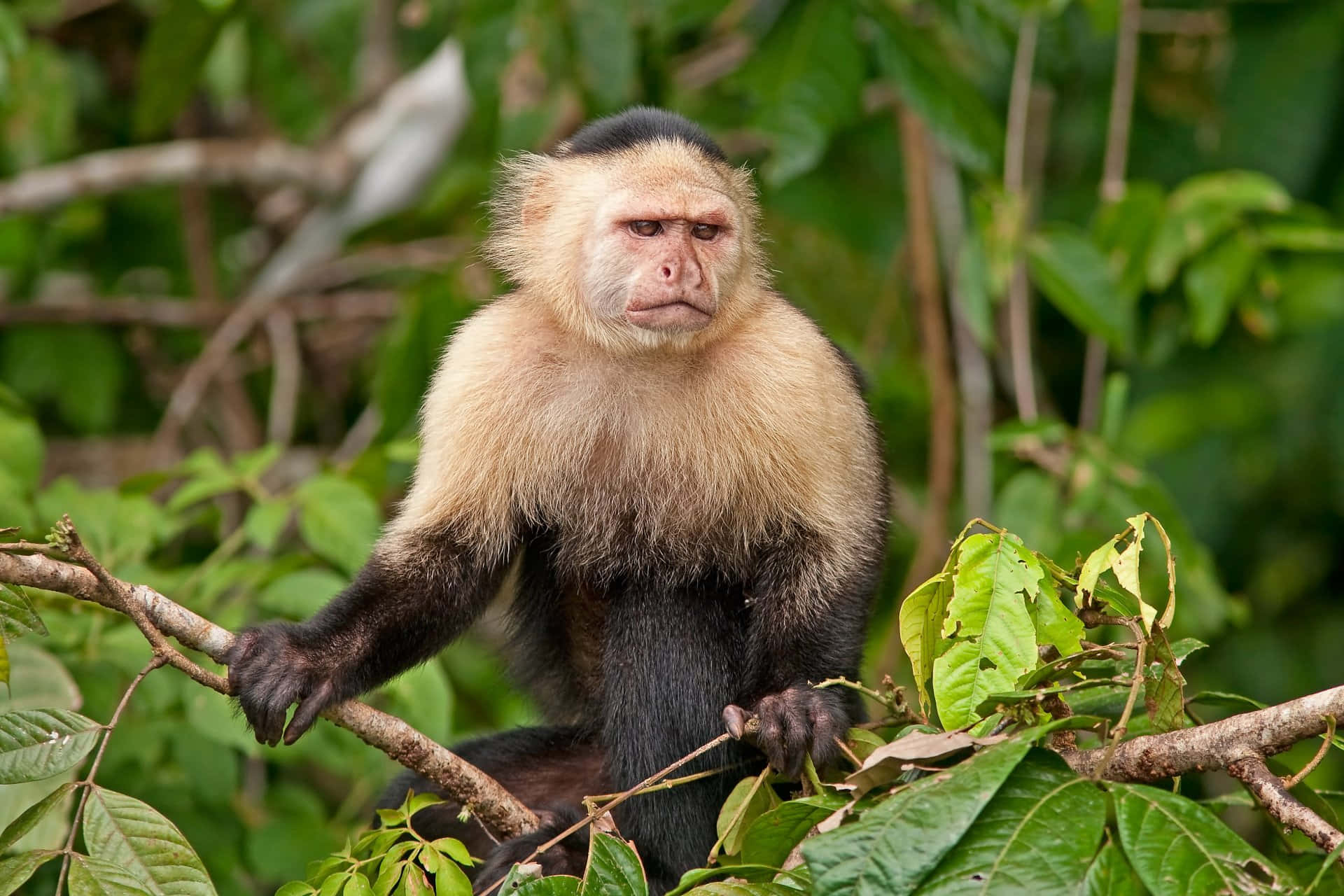 capuchin monkey, black and beige fur, tree branch, Full HD Desktop Wallpaper