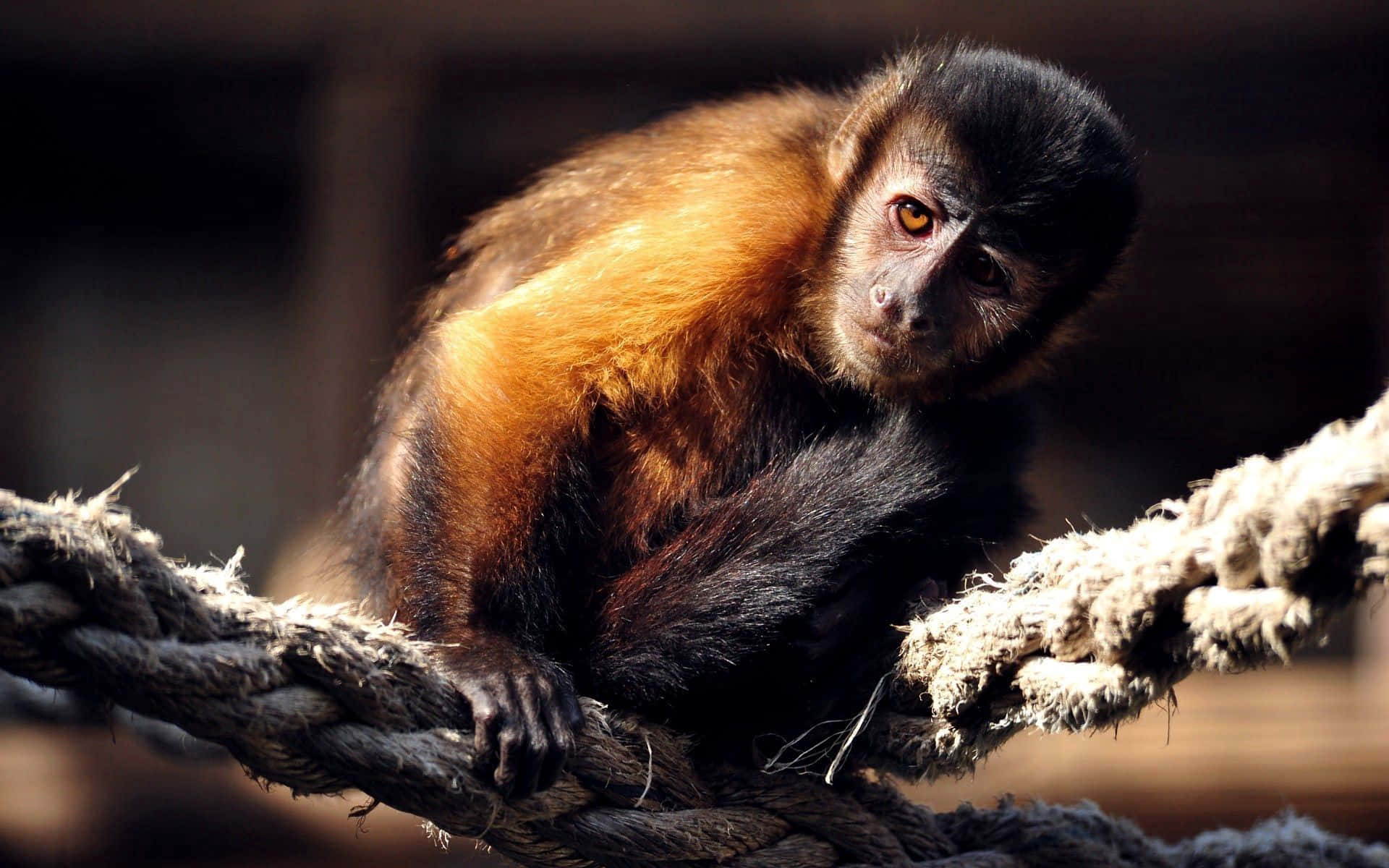 capuchin monkey, golden chest fur, thick worn rope, Full HD Desktop Wallpaper